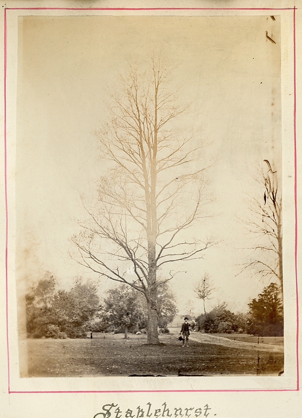 Staplehurst, Kent. Garden with young man below tree. Photographed about 1875-80