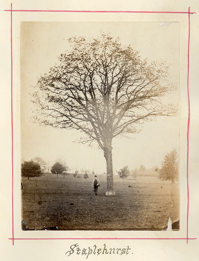 Staplehurst, Kent. Garden with young man left below tree. Photographed about 1875-80